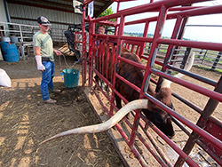 Texas Longhorn cow in chute during Embryo Transfer process near Barnesville Ohio