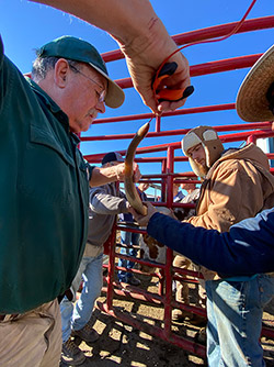 Texas Longhorn horn in chute getting measured
