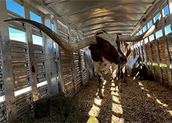 Very large Texas Longhorn steer in an 8 foot wide trailer