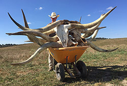 Doug Burris with a wheelbarrow full of skulls to be cleaned for the Longhorn Head To Tail Store