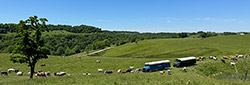 Two LHT Tour buses in the Texas Longhorn Pasture