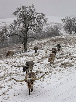Longhorn Cows on a cold winter day near Barnesville, Ohio