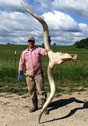 Huge Texas Longhorn Steer Skull. You might see one of these if you come to DCC for a tour.