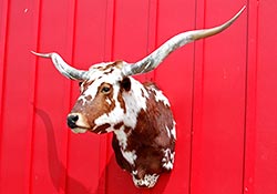 Longhorns Head To Tail Store - Head Mount