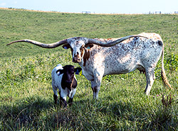 Famous Texas Longhorn cow - Silent Iron with her calf