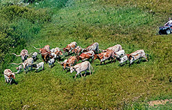 Group of Texas Longhorn cows being gatherd up for sorting