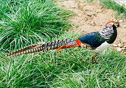 Lady Amherst Pheasant