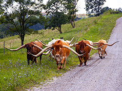 Large horned Texas Longhorn steers on Muskrat Road near Fairview Ohio