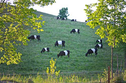 BueLingo Herd grazing Ohio pasture land