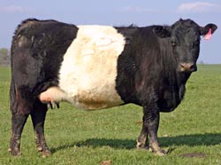 BueLingo Cow