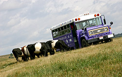 Buelingo Herd at Dickinson Cattle Co. - with tour bus