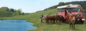 Pasture Watusi lake tour