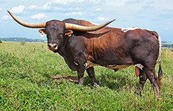 Texas Longhorn Bull, "Rodeo Max" enjoying a warm summer day near Barnesville, Ohio. Green grass makes for a happy bull.