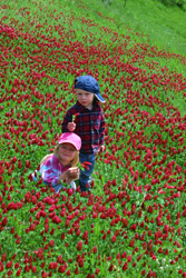 Crimson clover and kids