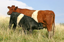 Buelingo Pair