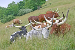 Appalachian hill side and Watusi