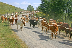 Muskrat Road Longhorn drive