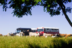 Pasture tour and guests