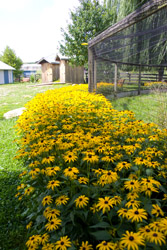 LHT summer flowers