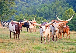 Watusi Herd - Dickinson Cattle Co