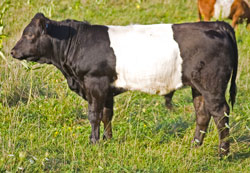 BueLingo Bull