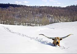 Longhorn Steer In Deep Snow