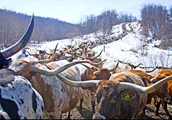 Herd of Texas Longhorn cows on Muskrat Road near Barnesville Ohio in Feburary