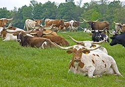 Lazy herd of Texas Longhorn Cows enjoying the sunshine and grass in Belmont County Ohio