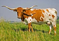 Red and White Longhorn Cow