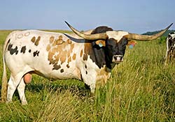 Win Win - Massive Longhorn Bull