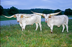 Watusi and Longhorn Steers
