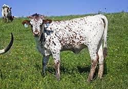Texas Longhorn Baby Calf keeping her eye on the camera