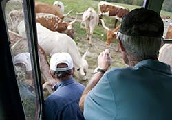 Tourists Photographing Texas Longhorns On Tour
