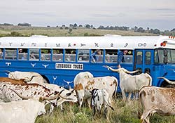 Tourists Photographing Texas Longhorns