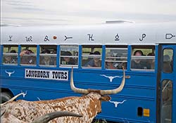 Blue Bus up close with a Texas Longhorn Cow