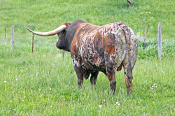 Longhorn Bull - Rear View - Drag Iron