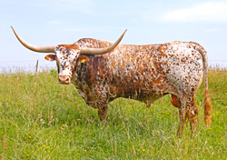 Longhorn Bull - Juma