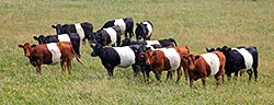 Buelingo Herd - Dickinson Cattle Co - Barnesville Ohio