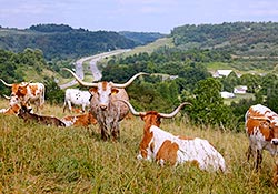 Contented Texas Longhorn Cows on hillside overlooking Interstate 70 at Dickinson Cattle Co, near Barnesville, Ohio