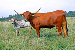 Longhorn Pair