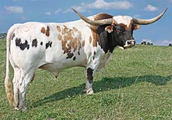 Win Win - Longhorn Bull