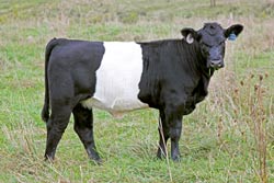 BueLingo Heifer