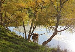 Longhorn Cow down by pond