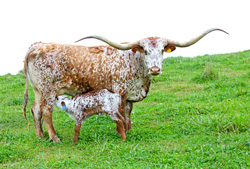 Longhorn Cow with Calf - Jester