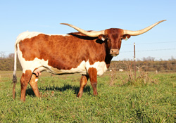 Longhorn Cow