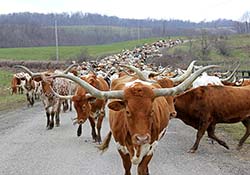 Herd of Longhorn Cows on Muskrat Rd.