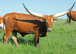 Watusi Cow