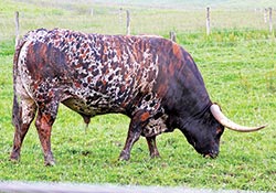 Texas Longhorn Bull - Drag Iron - Dickinson Cattle Co - Barnesville Ohio