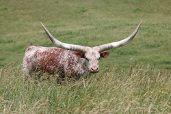 Watusi Cow