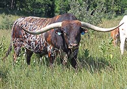 Drag Iron - Longhorn Bull